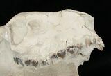 Partial Oreodont (Merycoidodon) Skull - Nice Display #15722-3